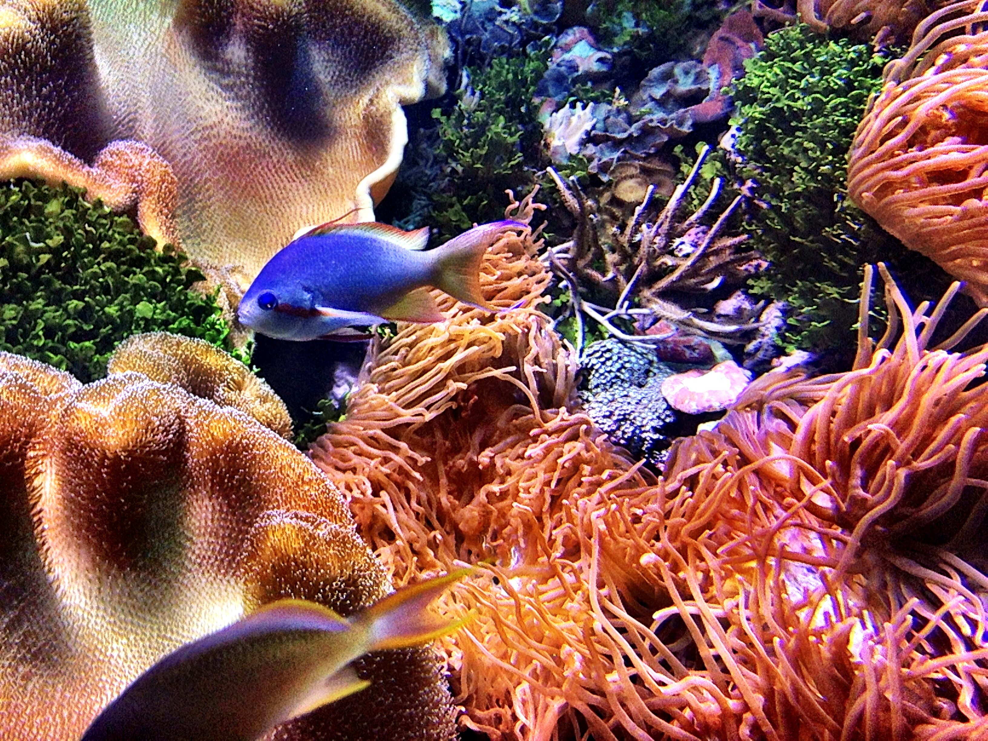 underwater-fun-at-shedd-aquarium